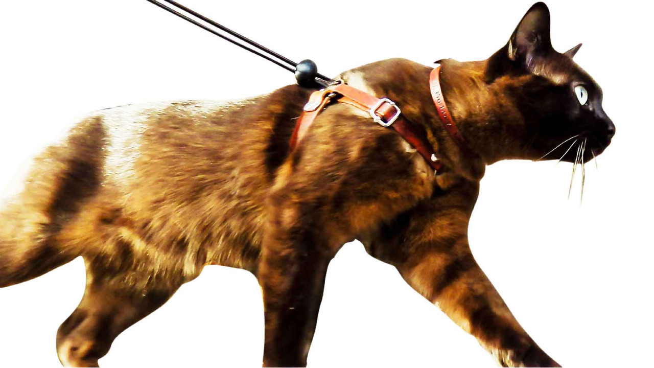 custom harness for cats｜TikTok Search