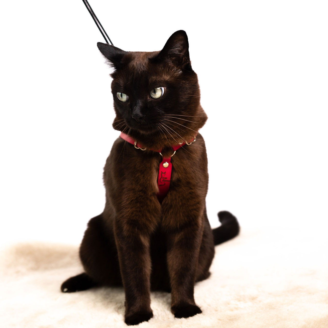 Houdini™ Cat Harness and Leash - Escape Resistant, Light and Safe