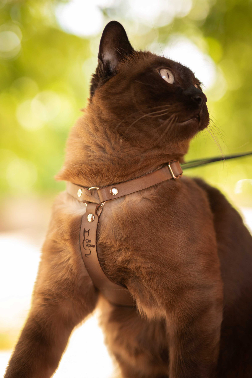 kitten harness