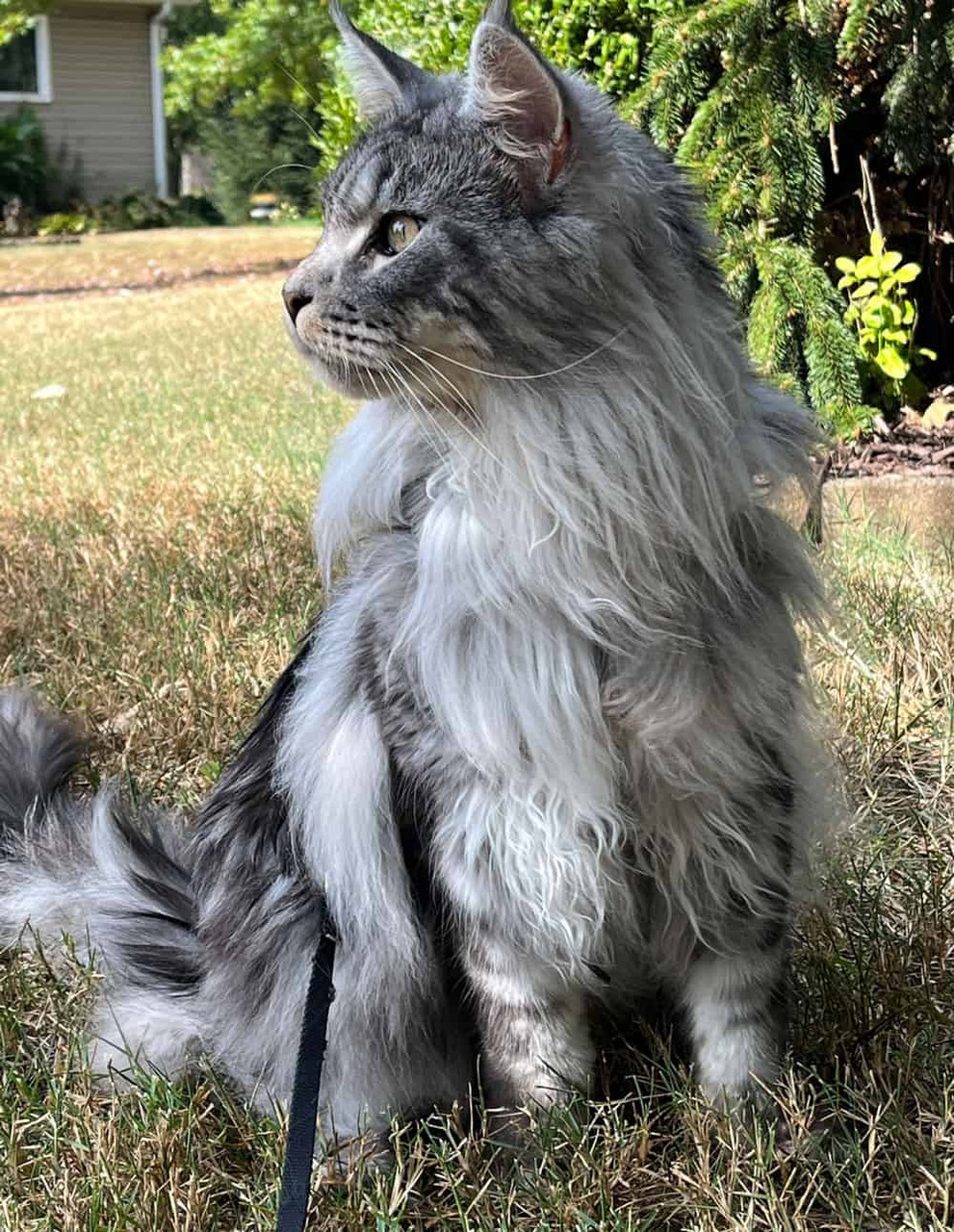Maine Coon Cat Huge House Cat Breed Maine Coon Big Fluffy Cat Is