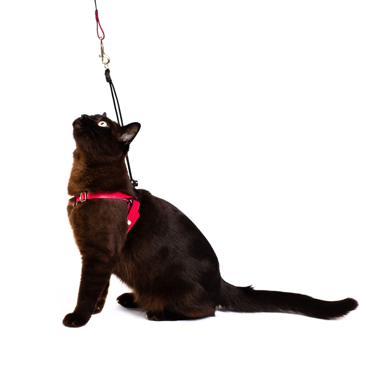 Bond & Co. Camo-Print Cat Harness & Leash Set, Green