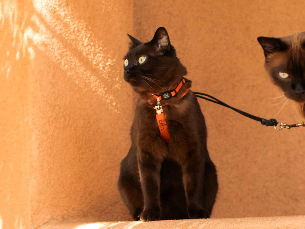 The 5 Best Cat Harnesses of 2023