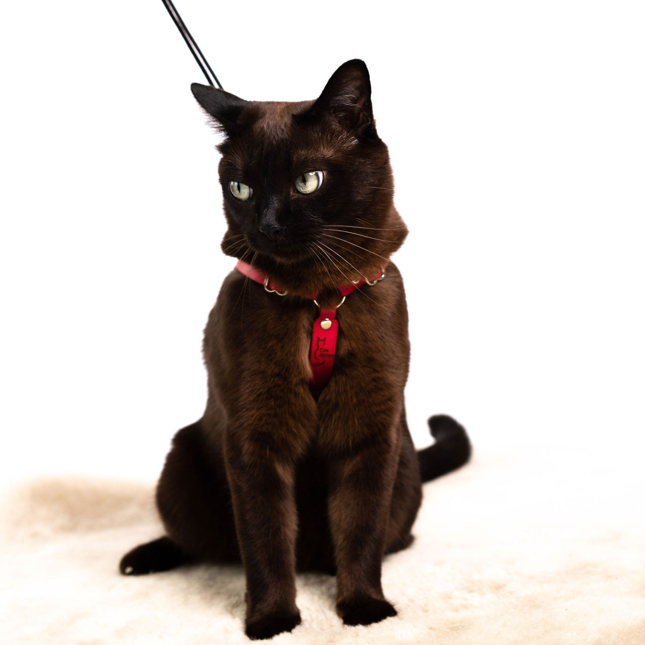 Black Luxury Leather Cat Collar