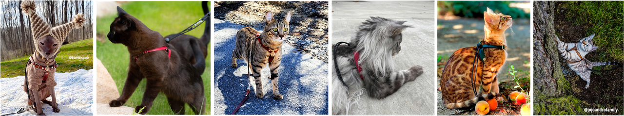 Escape Proof Cat Harnesses