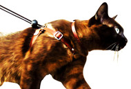 Cat About