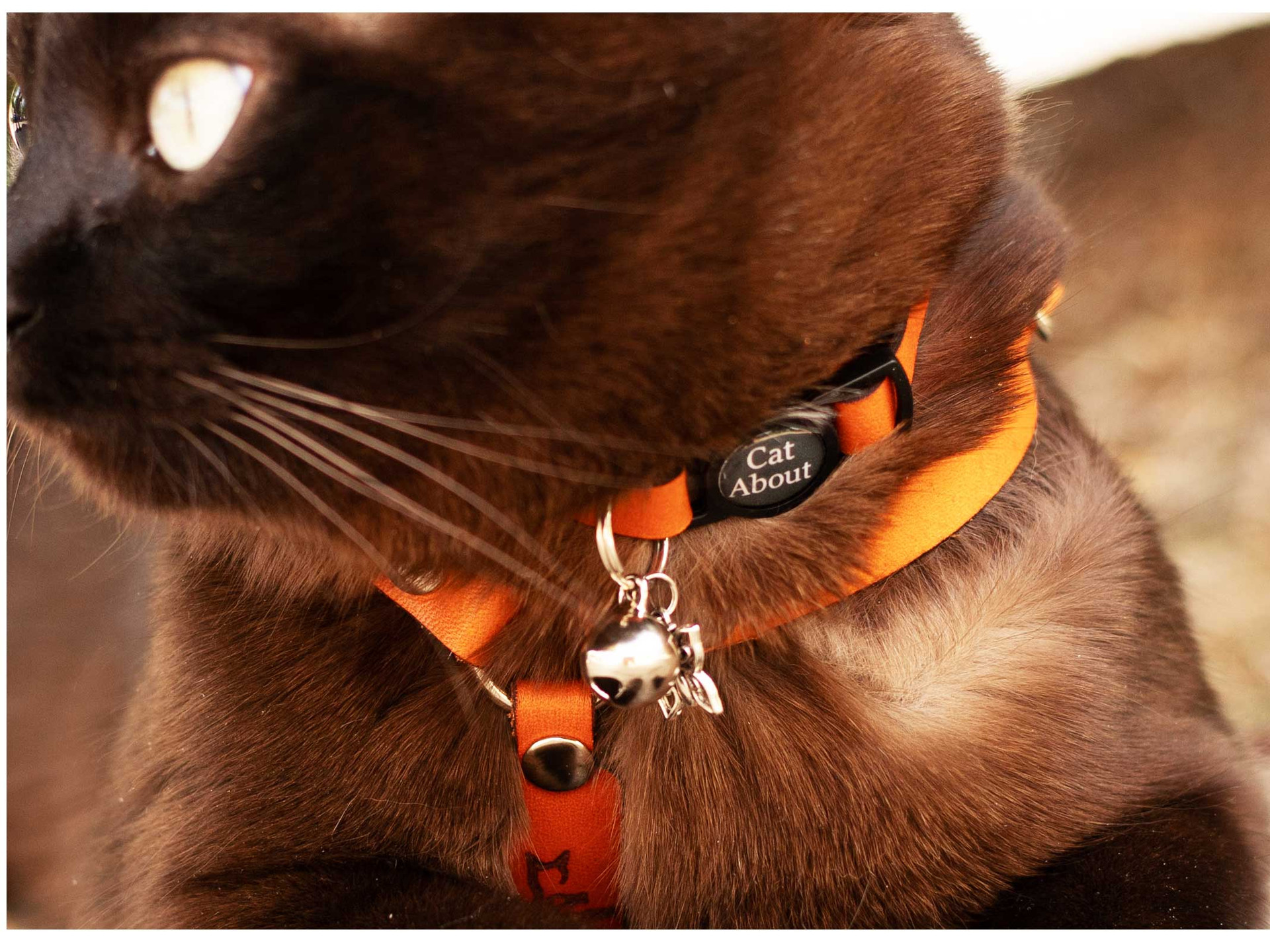 The Cat Harness - Leather products Handmade by Emma Céline