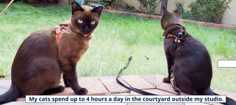 Getting Your Cat Comfortable with the OutBound Cat Harness