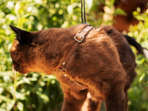 OutBound Cat Harness™ - Special Edition - Soft Taupe Leather