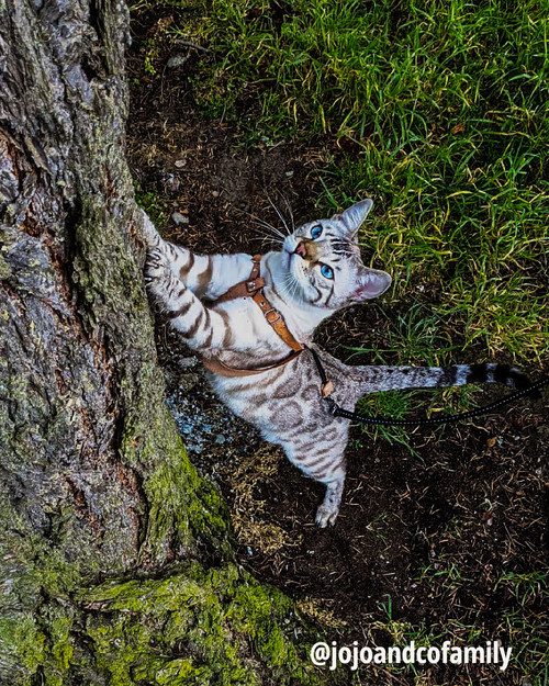 outdoor cat walking harness