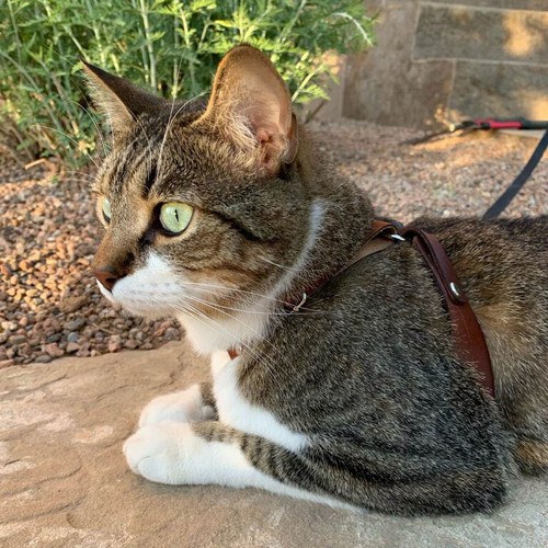OutBound Cat Harness™ - Classic Colors - Soft Bridle Leather OutBound Cat Harness™ - Classic Colors - Soft Bridle Leather