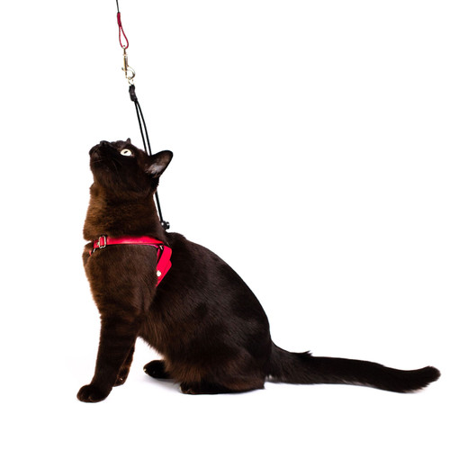 Luxury Raspberry leather cat harness with matching lead