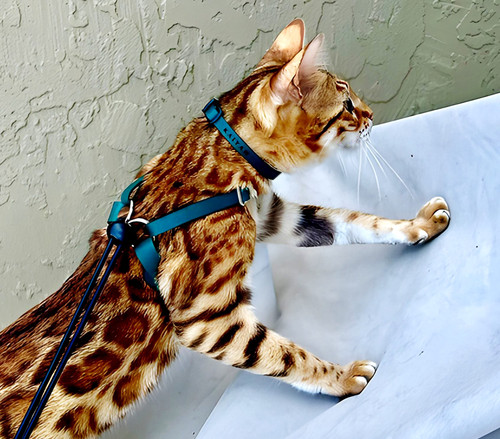 Personalized Leather Cat ID Collar - Custom Fit for Comfort Personalized Leather Cat ID Collar - Custom Fit for Comfort