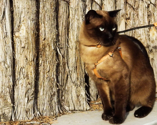 Natural leather cat walking harness