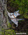 OutBound Cat Harness™ - Leather Escape Proof Cat Harness