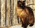 OutBound Cat Harness™ - Classic Leather Cat Harness