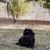OutBound Cat Harness™ & Leash Set