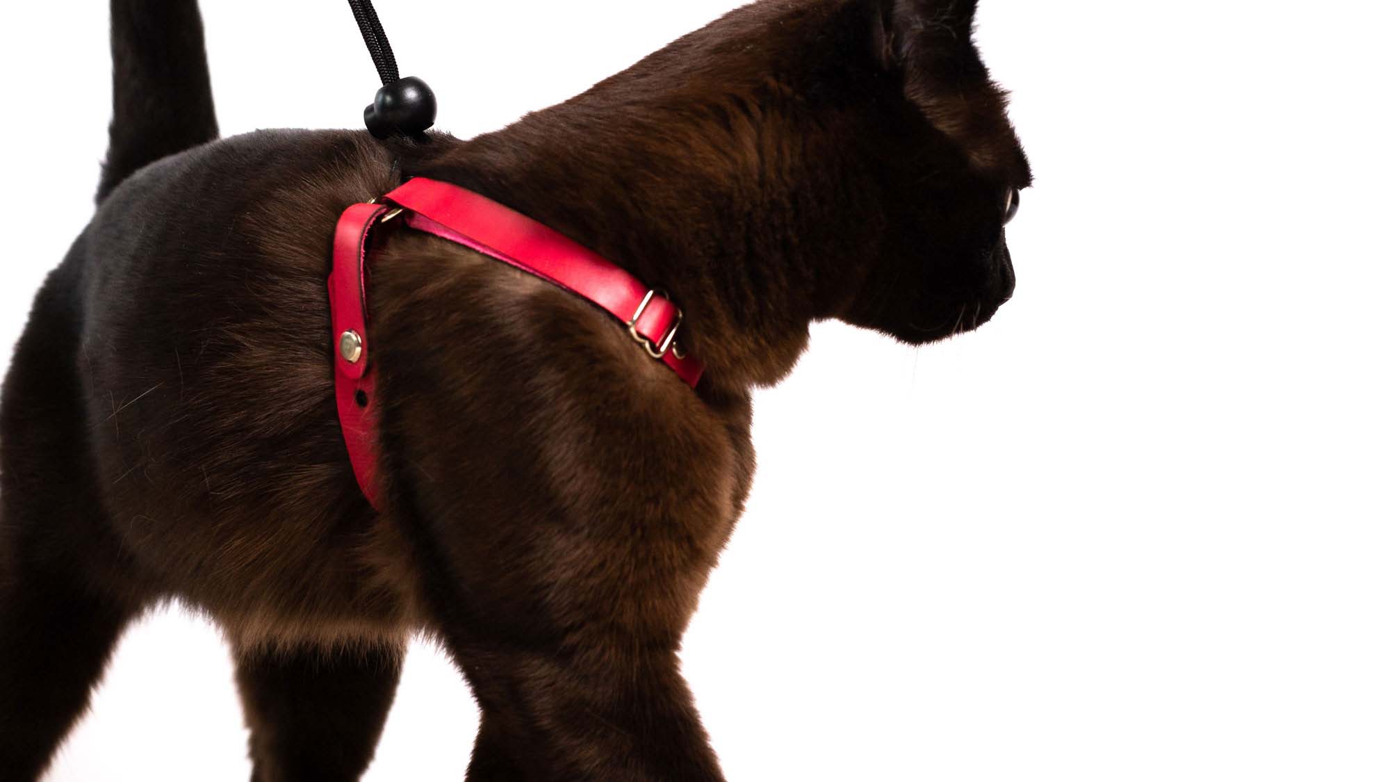 Is There Such a Thing as an Escape-Proof Cat Harness?