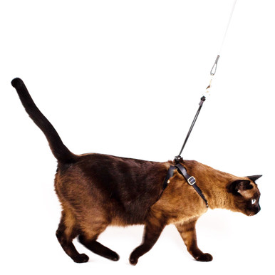 CAT IT CA Aj. Harness and Leash Set, Blue, L-V