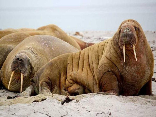 8-product-main_image