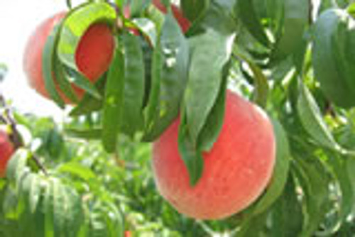 Georgia Peach