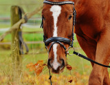 Horse Lice 101: Spotting the Signs and Protecting Your Livestock