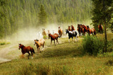 Wild Horses in America