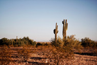 Popular Cacti of the Southwest