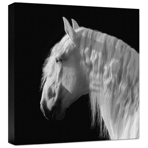 Contemplation Gallery Wrapped Canvas