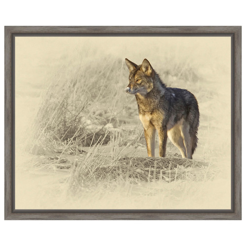 Coyote Framed Canvas