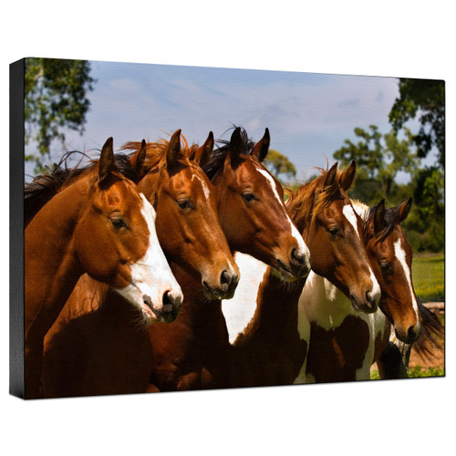 Horse Best Friends Gallery Wrapped Canvas