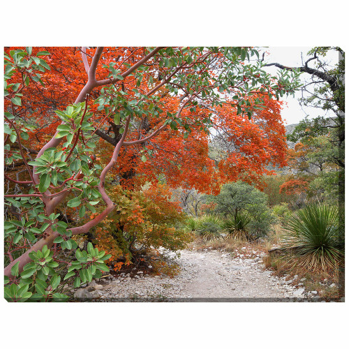 Madrone & Maple Indoor/Outdoor Canvas Art