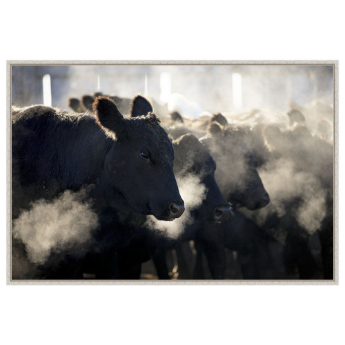 Montana Cattle Framed Canvas