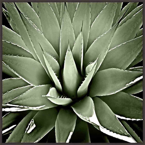 Summer Succulent II Wall Art