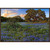 Bluebonnet Evening Framed Canvas