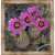 Mt. Zion Cactus Framed Canvas