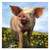 Pig in Flowers Canvas Wall Art