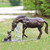 Ranch Pals Statuary - OUT OF STOCK UNTIL 06/04/2024