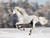 Wild Winter Horse Canvas Wall Art