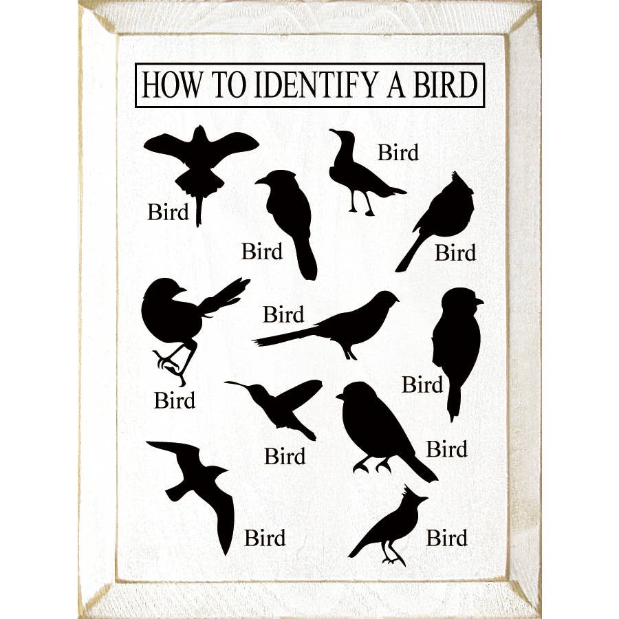 bird whiteページ How to Identify a Bird-White - PrimaveraNewport.com