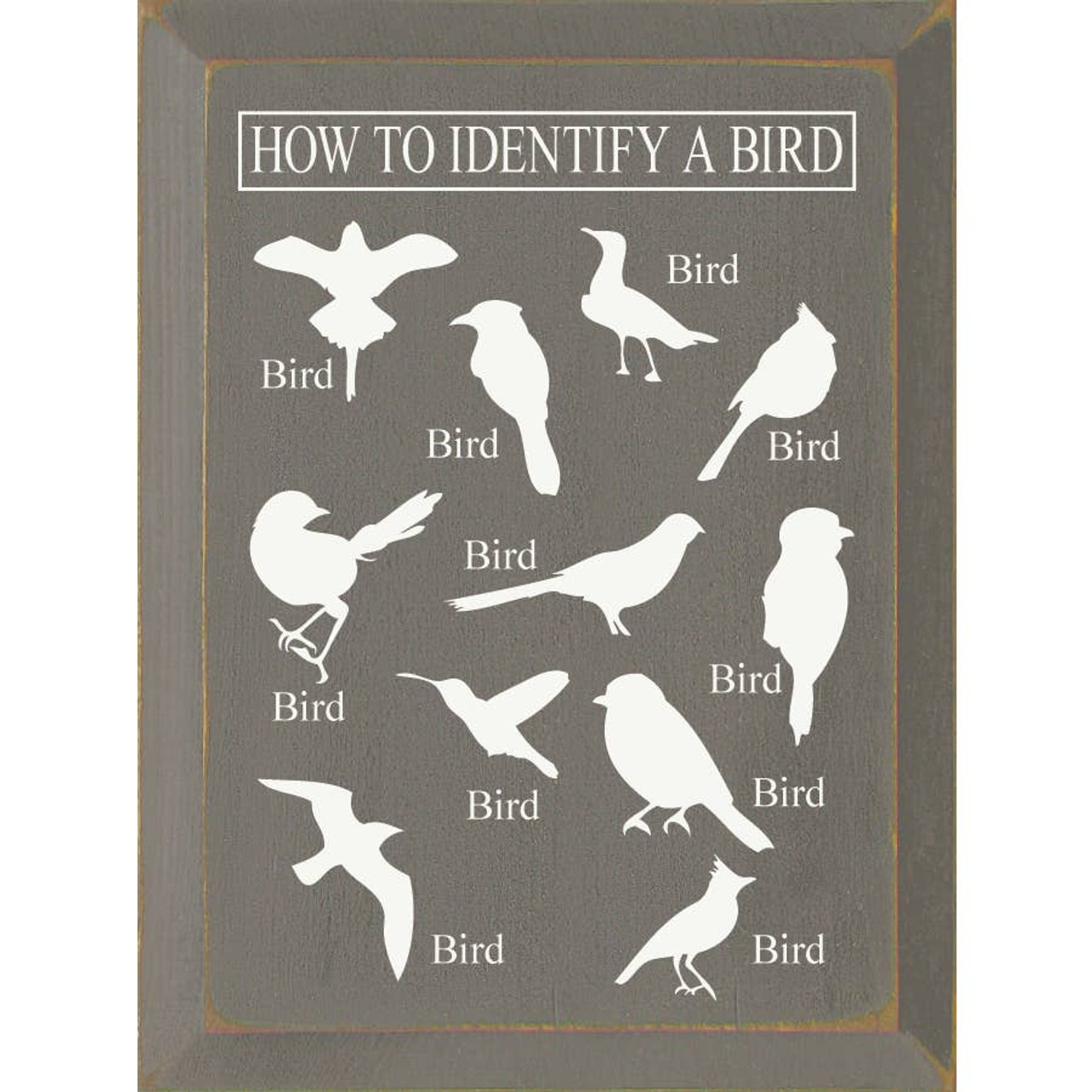 How to identify a bird gray primaveranewport