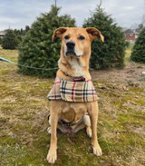 Dog Coat-Camel Plaid