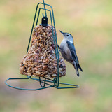 Shown with Seed Bell-sold separately