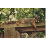 This squirrel is mad because it doesn't like the spicy food!!!