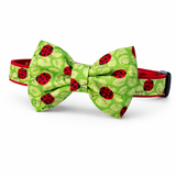 Ladybug Bowtie Collar