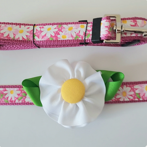Daisy Flower Daisy Flower