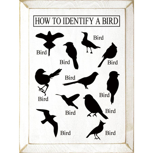 How to Identify a Bird-White