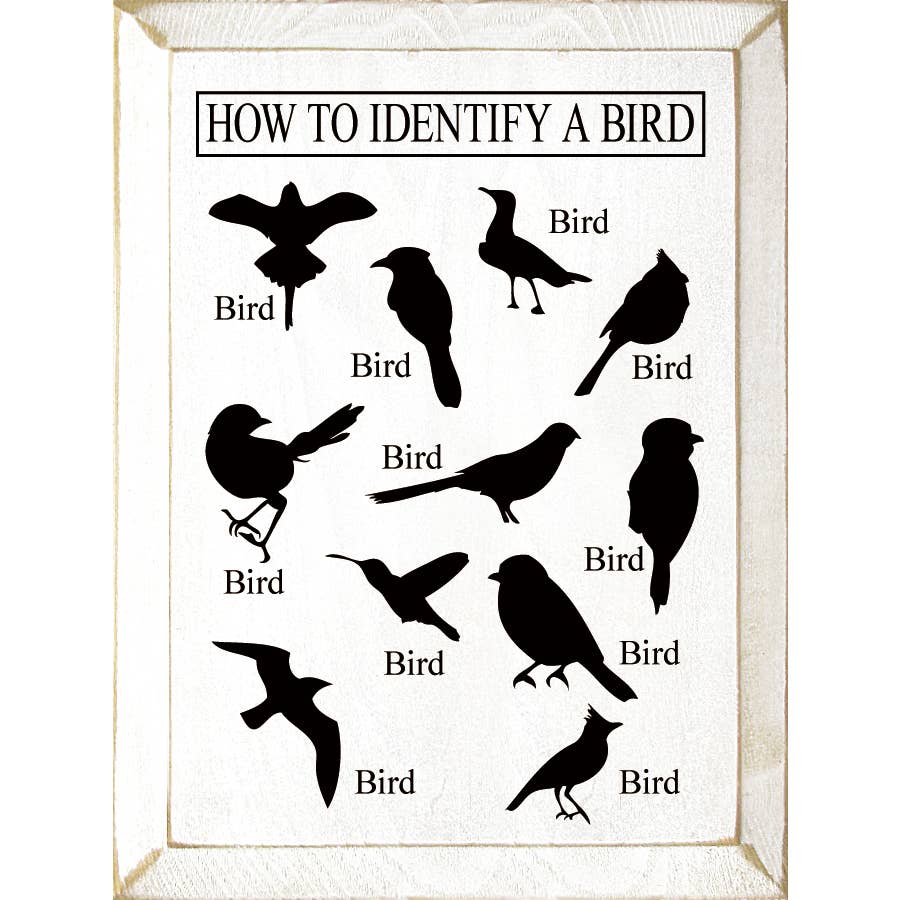 How to Identify a Bird-White - PrimaveraNewport.com