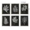 Uttermost Foliage Framed Prints, S/6