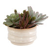 Uttermost Mesa Succulent Accent