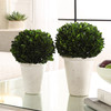 Uttermost Preserved Boxwood Domes Set/2